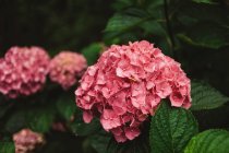 Primer plano de hortensia rosa floreciendo en la planta - foto de stock