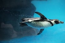 Вид сбоку на пингвинов, плавающих под водой . — стоковое фото