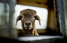 Goat looking at camera — Stock Photo