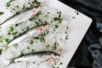 Directly above view of anchovy on ice with sliced parsley — Stock Photo