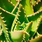 Primer plano de hojas jóvenes de cactus a la luz del sol - foto de stock