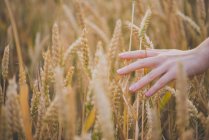 Cropped image of female hand touching yellow rye spikelet in countryside field — Stock Photo