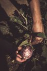 Close-up of human hands peeking ripe aubergines in garden — Stock Photo