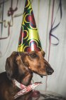 Serene Dachshund in bow tie and paper cone — Stock Photo