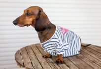Дахшундський собака в матросному костюмі — стокове фото
