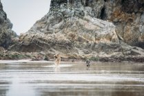 Dogs standing at wet sand beach — Stock Photo