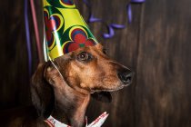Perro Dachshund en sombrero de cono de cumpleaños - foto de stock