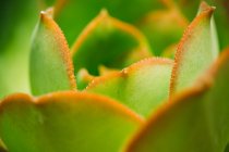 Крупним планом знімок молодого листя в природному світлі — стокове фото