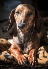 Porträt des niedlichen Beagle-Hundes — Stockfoto
