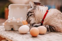 Cat sniffing eggs — Stock Photo