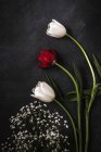 Blumenhintergrund mit roten und weißen Tulpen auf schwarzem Hintergrund. — Stockfoto