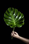 Mão segurando grande folha verde — Fotografia de Stock