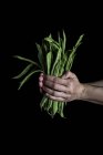 Hands with bunch of bean pods — Stock Photo
