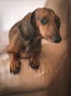 Dachshund lying on beige couch — Stock Photo