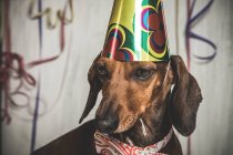 Portrait of Dachshund dog in bow tie and paper cone — Stock Photo