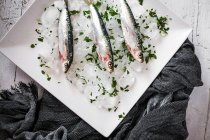 Directly above arrangement of fresh anchovy on ice — Stock Photo