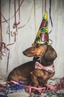 Retrato de perro Dachshund en corbata de lazo y cono de papel entre serpentina - foto de stock