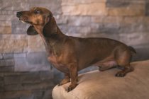 Dachshund standing on beige couch — Stock Photo