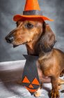 Retrato de perro Dachshund en corbata y cono de Halloween - foto de stock