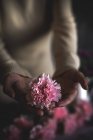 Vista da vicino delle mani femminili che tengono il fiore rosa in fiore — Foto stock