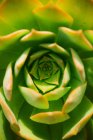 Безпосередньо над знімком листя агави в природному світлі — стокове фото