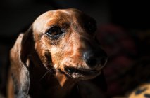 Портрет милой собачки — стоковое фото