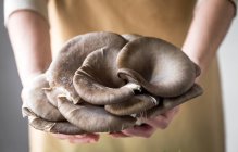 Visão de perto das mãos femininas segurando cogumelos pleurotus — Fotografia de Stock