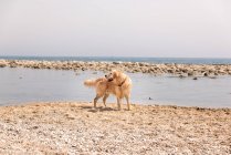 Golden Retriever blickt zurück und genießt sonnigen Tag am Strand — Stockfoto
