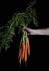 Hand mit orangefarbenen Karotten — Stockfoto