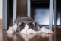 Gato esponjoso acostado en el suelo - foto de stock