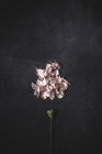 Top view of carnation stem and pile of petals on stone surface — Stock Photo