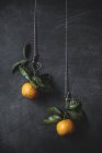 View of tangerines on threads — Stock Photo