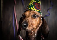 Cão Dachshund em chapéu de cone de aniversário — Fotografia de Stock