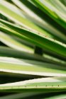 Обрезанное изображение листьев агавы с шипами — стоковое фото