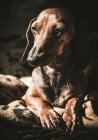 Retrato de lindo perro beagle - foto de stock