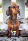Retrato de cão beagle bonito — Fotografia de Stock
