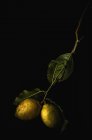Limones con hojas en rama - foto de stock
