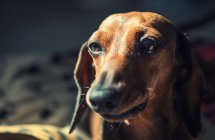 Portrait de chien beagle mignon — Photo de stock