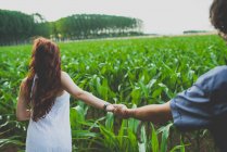 Rückansicht eines Mädchens mit langen roten Haaren, das Freunde an der Hand hält und auf einem grünen Maisfeld spaziert — Stockfoto