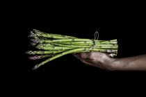 Hand holding bunch of asparagus — Stock Photo