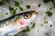 Crop anchovy head against ice with sliced parsley — Stock Photo