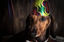 Dackelhund im Geburtstagskugelhut — Stockfoto