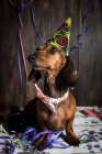 Cão Dachshund em chapéu de cone de aniversário — Fotografia de Stock