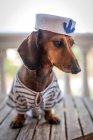 Дахшундський собака в матросному костюмі — стокове фото