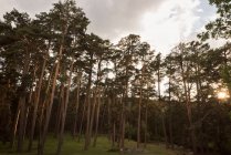 Floresta de pinheiros ao pôr do sol — Fotografia de Stock