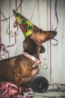 Vista lateral del perro Dachshund en corbata y cono de fiesta - foto de stock