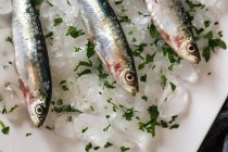 Recadrer l'anchois frais sur la glace avec le persil — Photo de stock