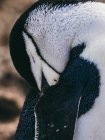 Plumas de limpieza de pingüinos - foto de stock
