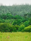 Paisagem de veados olhando para fora do campo no fundo da floresta exuberante mista . — Fotografia de Stock