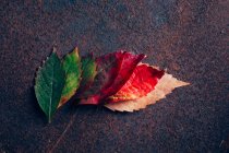 Купка осіннього градієнтного листя — стокове фото